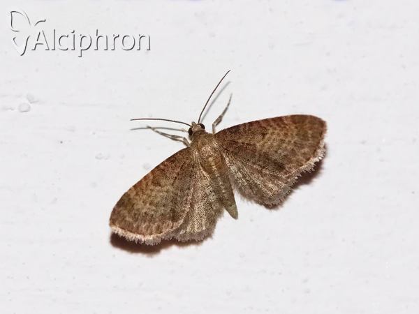 Eupithecia haworthiata