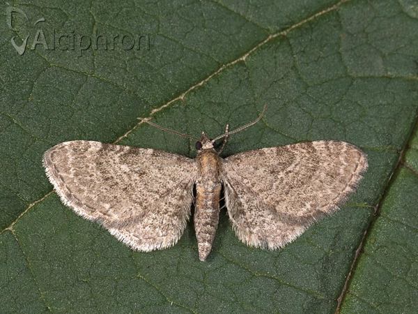 Eupithecia haworthiata