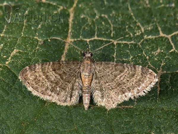 Eupithecia haworthiata