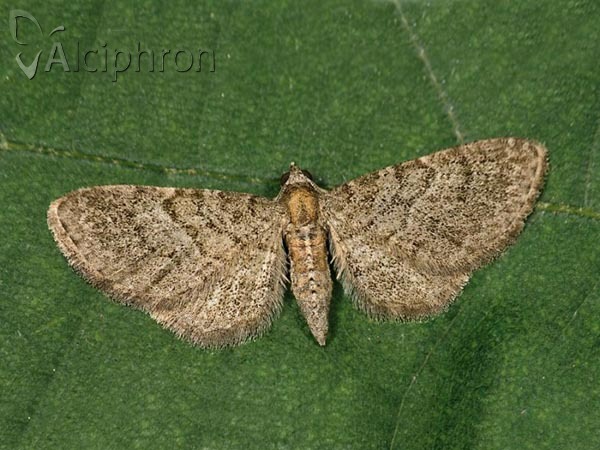Eupithecia haworthiata