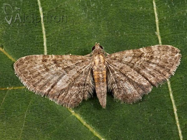 Eupithecia haworthiata