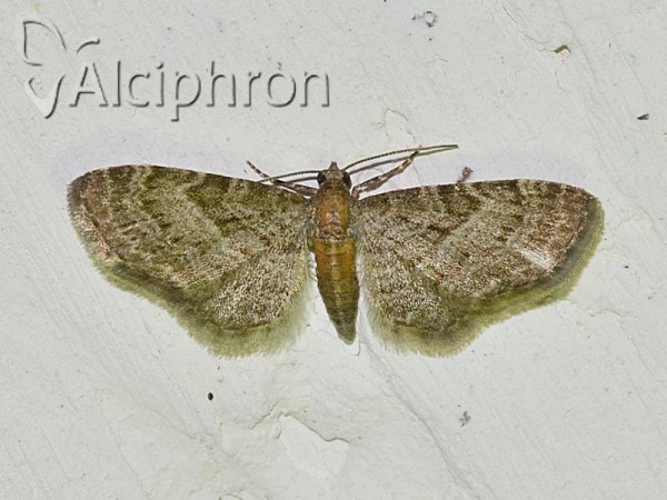 Eupithecia haworthiata