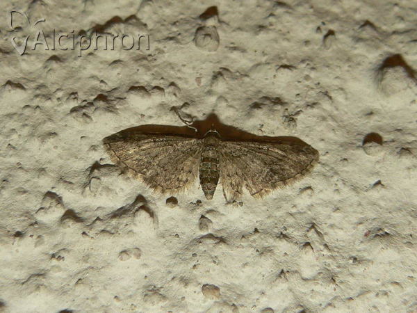 Eupithecia inturbata