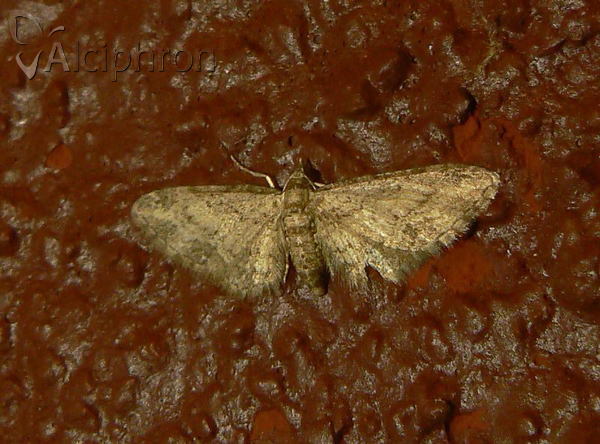 Eupithecia inturbata