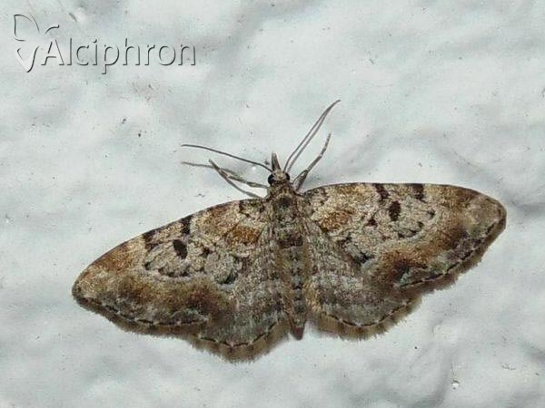 Eupithecia abietaria