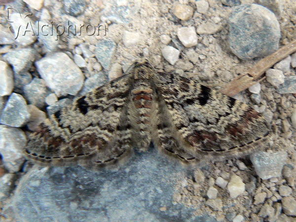Eupithecia abietaria