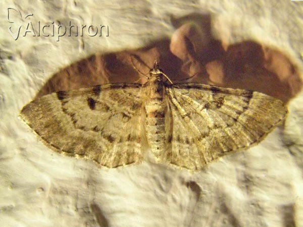 Eupithecia abietaria