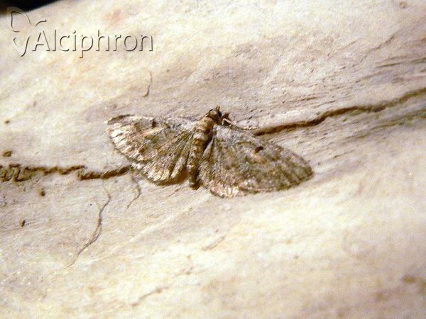 Eupithecia abietaria