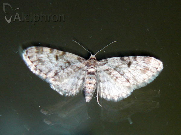 Eupithecia abietaria
