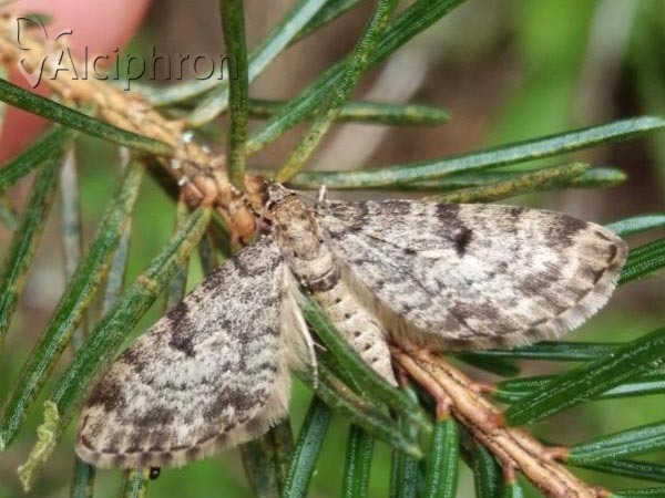 Eupithecia analoga