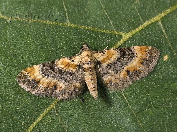 Eupithecia linariata