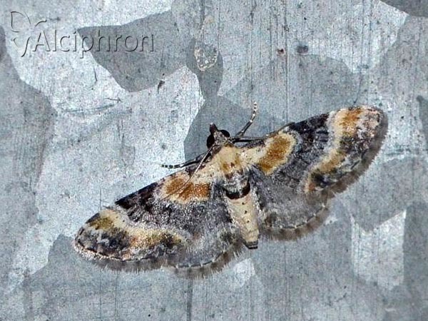 Eupithecia linariata
