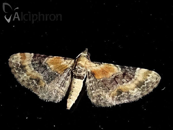 Eupithecia linariata