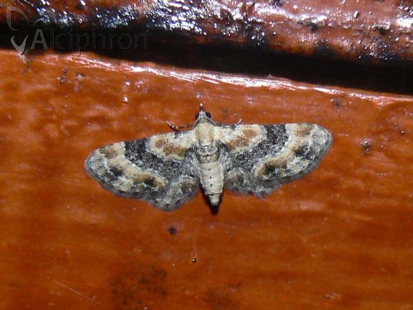 Eupithecia linariata