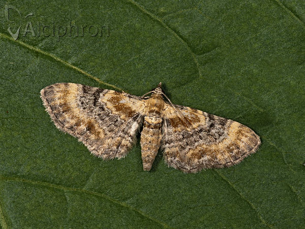 Eupithecia linariata
