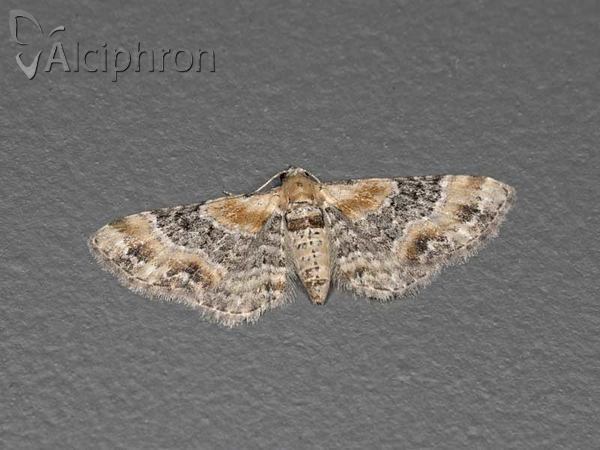 Eupithecia linariata