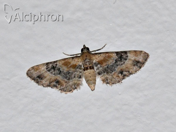 Eupithecia linariata