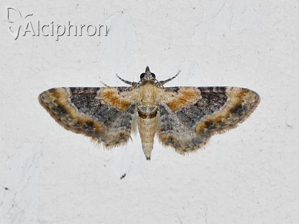 Eupithecia linariata