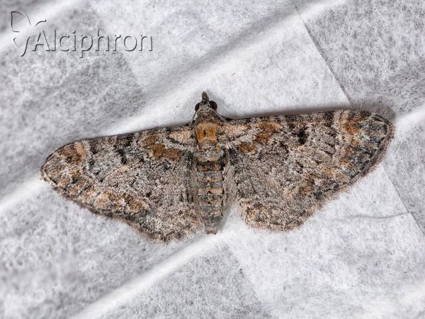 Eupithecia laquaearia