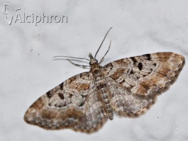 Eupithecia laquaearia