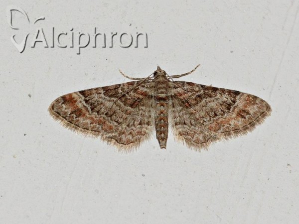 Eupithecia laquaearia