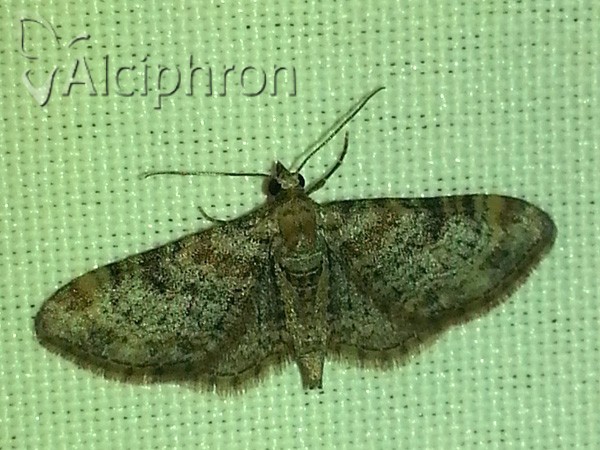 Eupithecia laquaearia