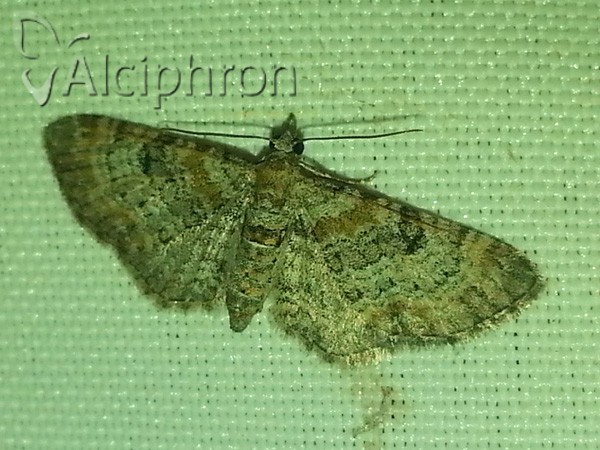 Eupithecia laquaearia