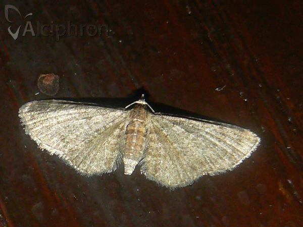Eupithecia plumbeolata