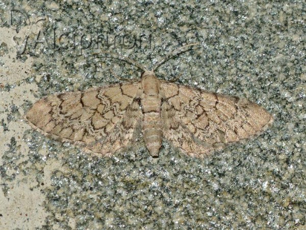 Eupithecia venosata