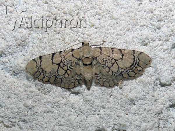 Eupithecia venosata