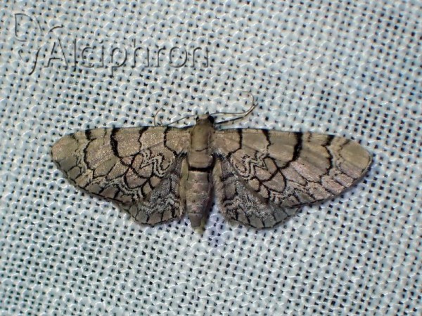 Eupithecia venosata