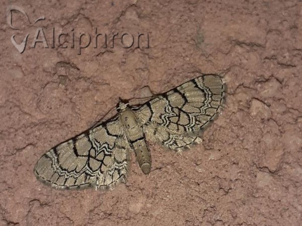 Eupithecia venosata
