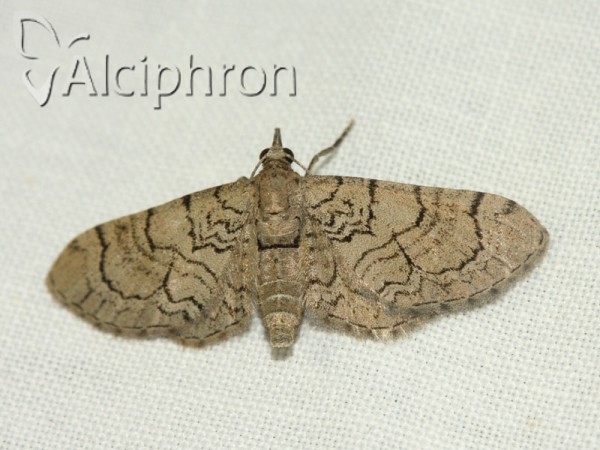 Eupithecia silenicolata