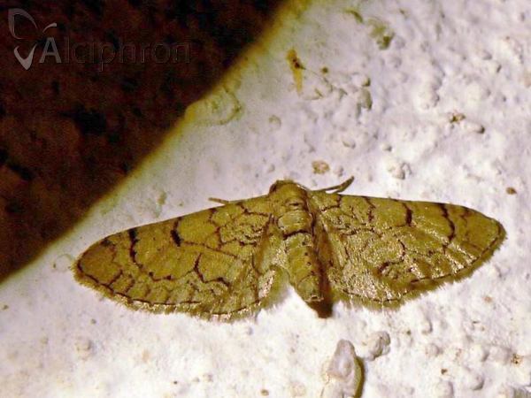 Eupithecia silenicolata