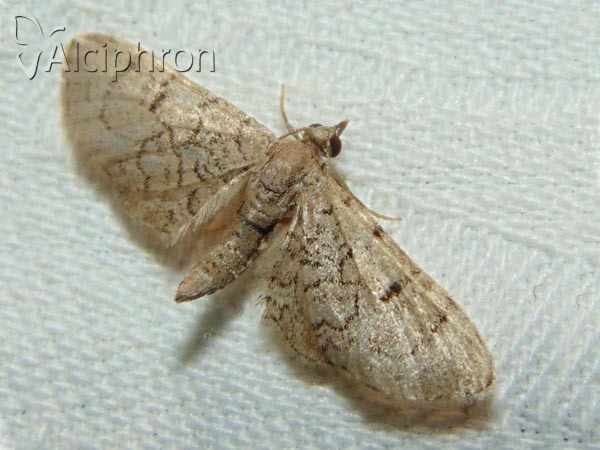 Eupithecia silenicolata