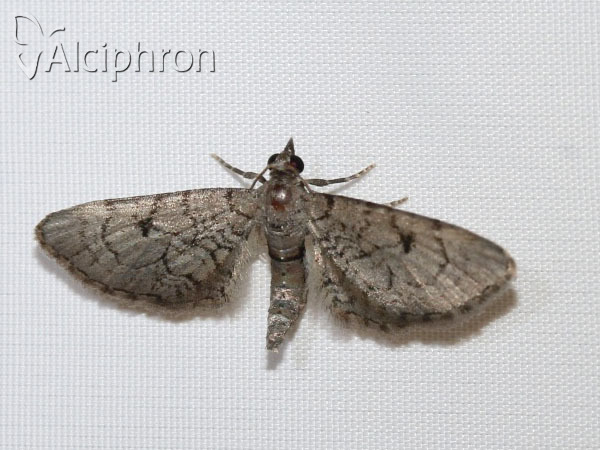 Eupithecia silenicolata