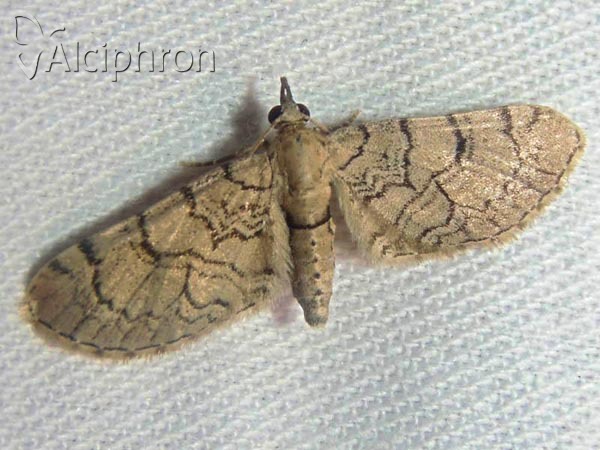 Eupithecia silenicolata