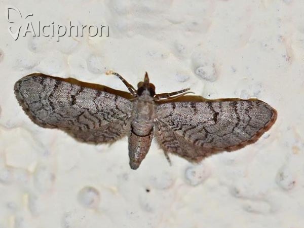 Eupithecia silenicolata