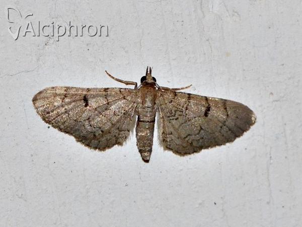 Eupithecia silenicolata