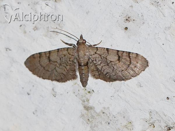 Eupithecia silenicolata