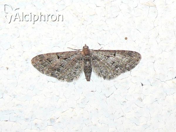 Eupithecia abbreviata