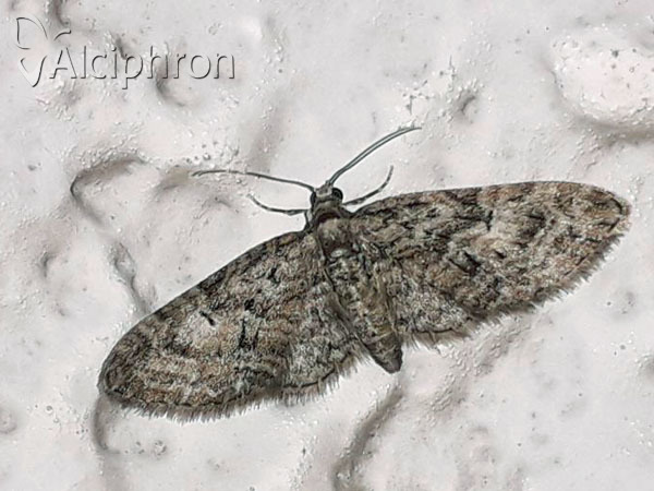 Eupithecia abbreviata
