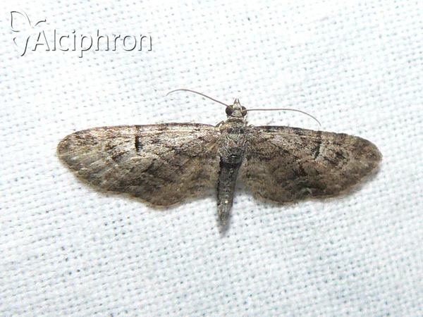Eupithecia abbreviata