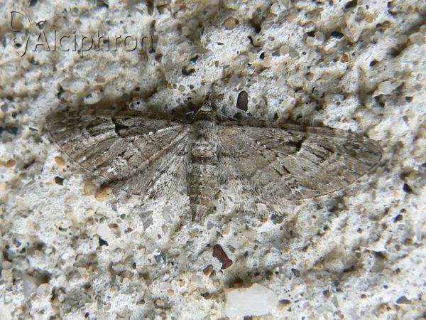 Eupithecia abbreviata