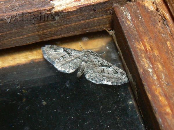 Eupithecia abbreviata
