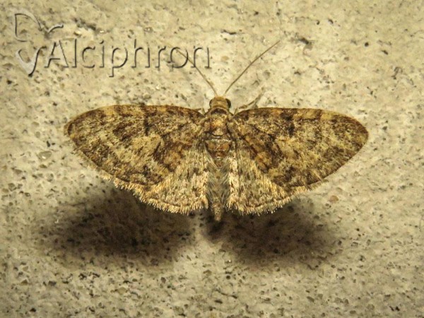 Eupithecia abbreviata