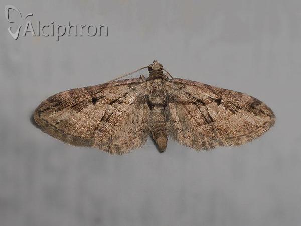 Eupithecia abbreviata