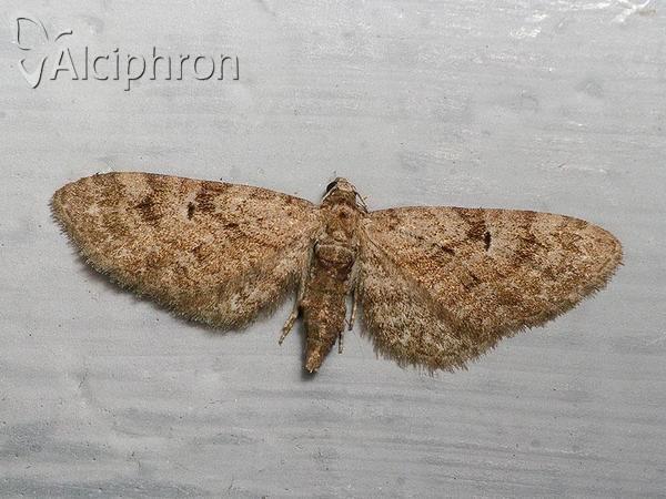 Eupithecia abbreviata