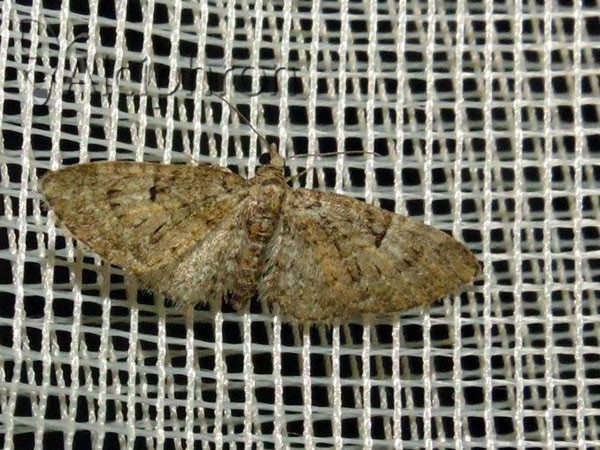 Eupithecia abbreviata