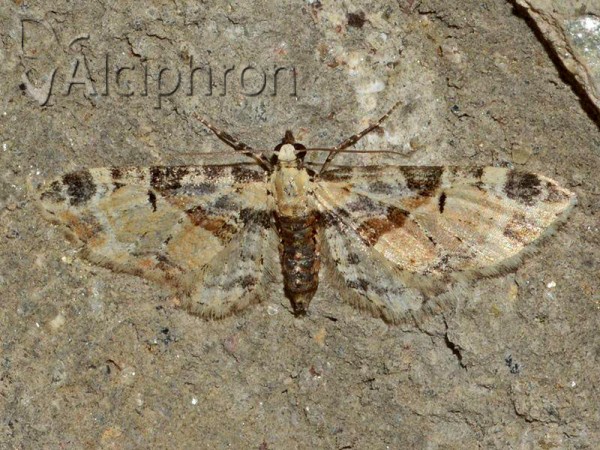 Eupithecia extremata
